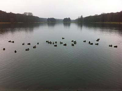 德国科隆池塘上的鸭子图片下载