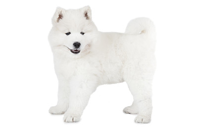 萨摩耶小狗孤立在白色图片下载