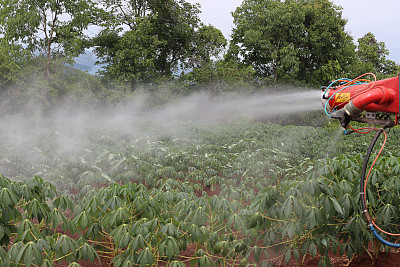 浇水木薯农场图片下载