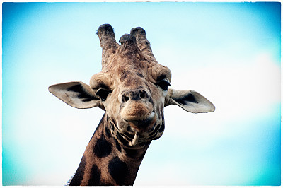 怎么了,伙计?图片下载