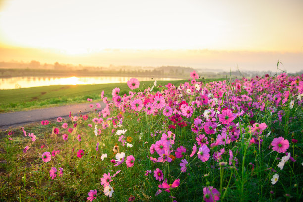 草原的宇宙之花图片下载