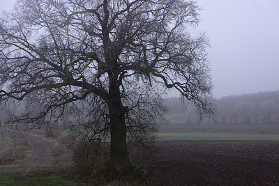 树在冬天的雾图片下载