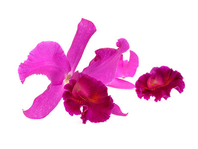 孤立在白色背景上的紫色兰花花图片下载
