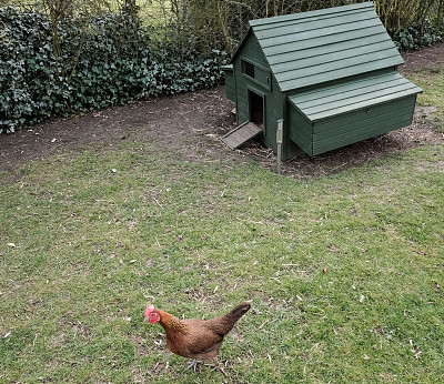 孤独的母鸡在她的鸡舍外面图片下载