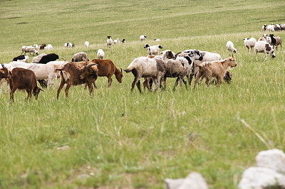 奶牛和公牛图片下载