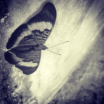 蝴蝶图片下载