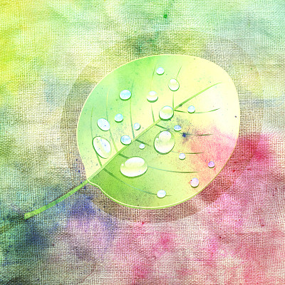 美妙的树叶图片下载