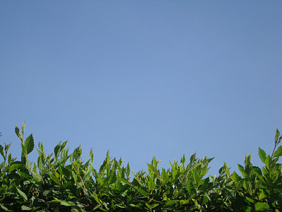 背景照片绿色的灌木和蓝色的晴空图片下载