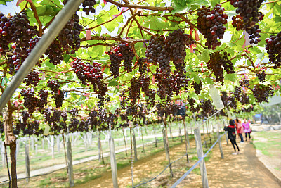 泰国的葡萄农场图片下载