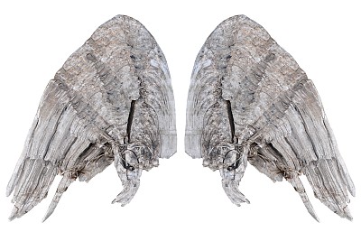 木制的翅膀图片下载