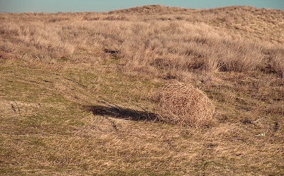 风滚草图片下载