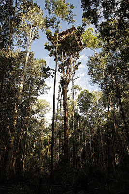 岛的树屋图片下载