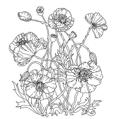 罂粟花。春天的模式图片下载