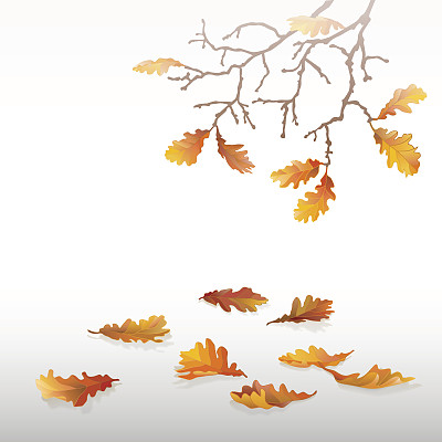 秋天橡树叶。图片下载