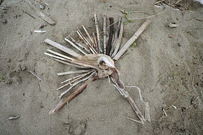 海滩上一圈浮木图片下载