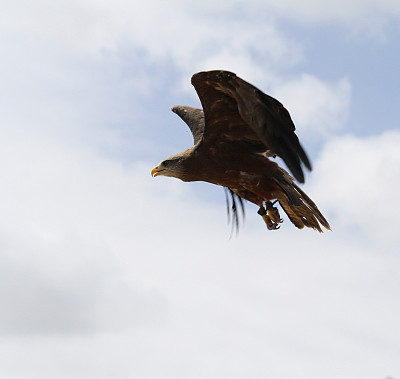 优雅的传单图片下载