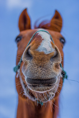 马在天上飞图片下载