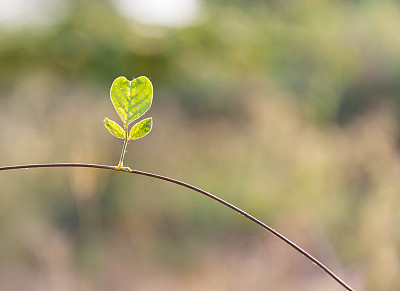 新生的心形叶子在树枝上图片下载