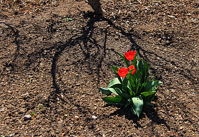 红色Tulips-Stock形象图片下载