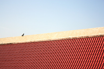 红屋顶上的孤独鸽子图片下载