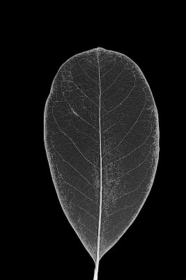 叶静脉图片下载