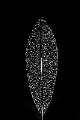 叶静脉图片下载