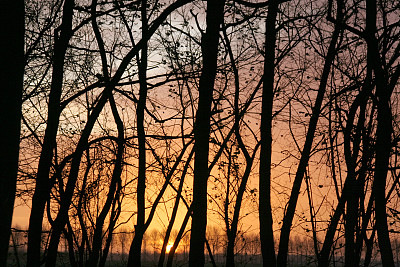 冬季森林图片下载