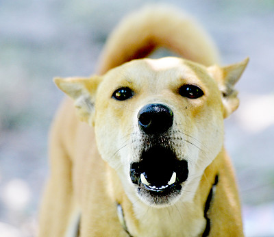 狗在吠图片下载