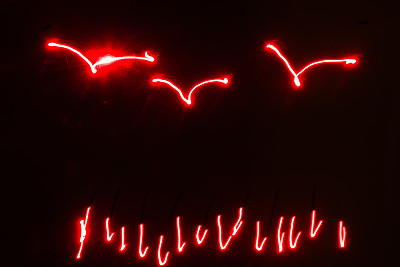 鸟的抽象形象图片下载