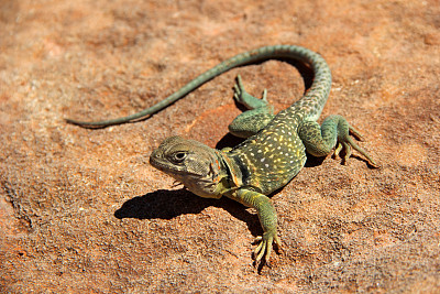 岩石上的蜥蜴图片下载