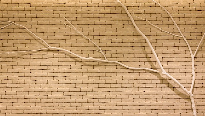 砖墙上的小树枝图片下载