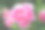 玫瑰图片素材ID：166986304