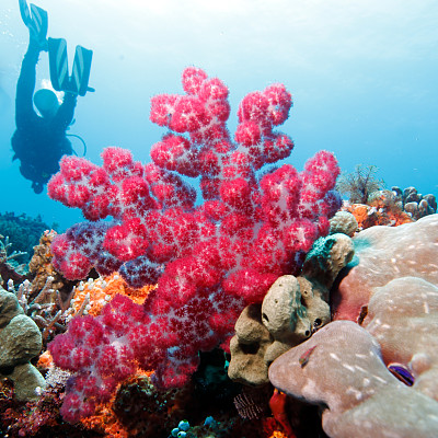 色彩斑斓的热带礁景观图片下载