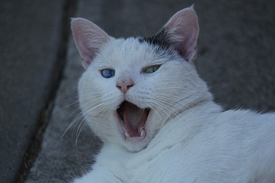 巨大的猫图片下载