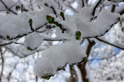 枝头被雪覆盖图片下载