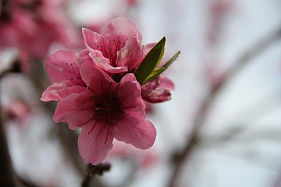 树上的粉红色的花图片下载