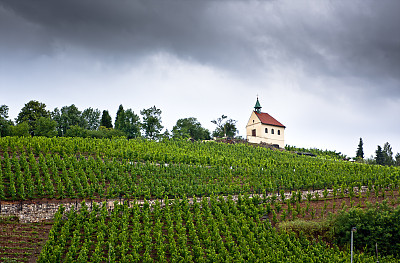 布拉格特罗亚山上的藤蔓成行图片下载