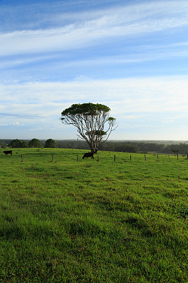 拜伦湾农田图片下载