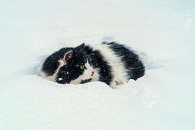 猫在雪图片下载
