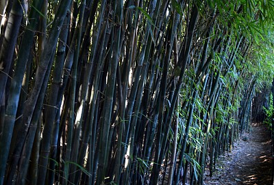 ca森林?的2图片下载