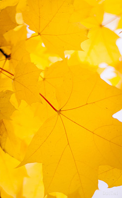 黄色的枫叶图片下载