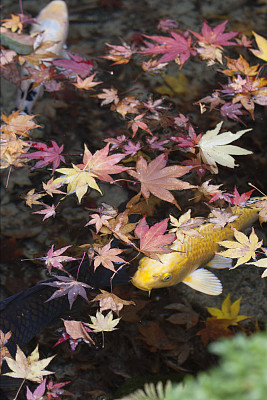 秋天的锦鲤图片下载