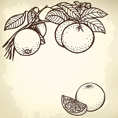 橙色的分支图片下载