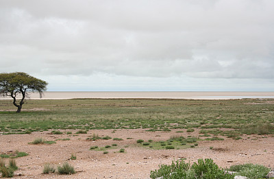 绿色Pan, Etosha国家公园，雨季，纳米比亚，非洲图片下载