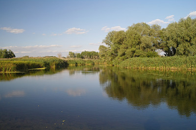 河流景观与林木图片下载
