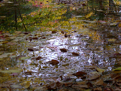 森林中的倒影图片下载
