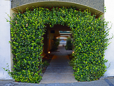 入口被绿色树叶包围图片下载