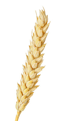 小麦的耳朵图片下载