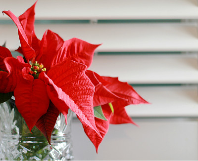 一品红1图片下载