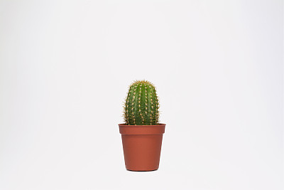 婴儿仙人掌图片下载